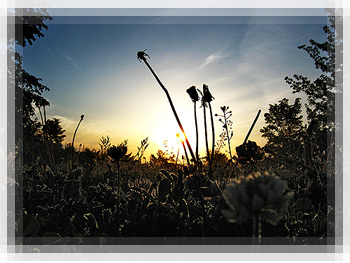 Итоги фотоконкурса - «Сонные травы встречают новый день»