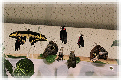 Students’ Trade Union Trip - The exhibition of live butterflies