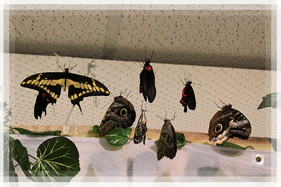 Students’ Trade Union Trip - The exhibition of live butterflies Students’ Trade Union Trip - The exhibition of live butterflies
