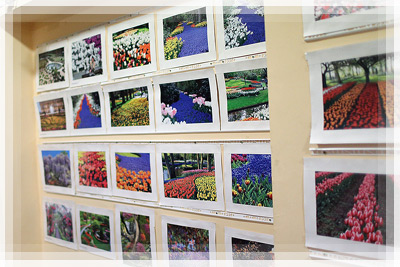 Выставка фотографий садов и парков мира «Цветочная феерия»