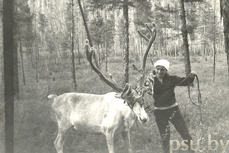 Олений транспорт. Амурская область, 1974 год Олений транспорт