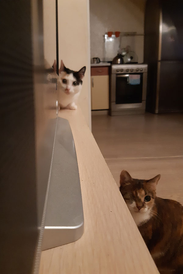 Cats Cats