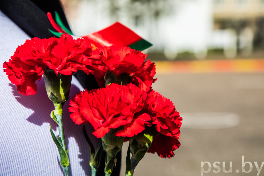 Гвоздики Гвоздики